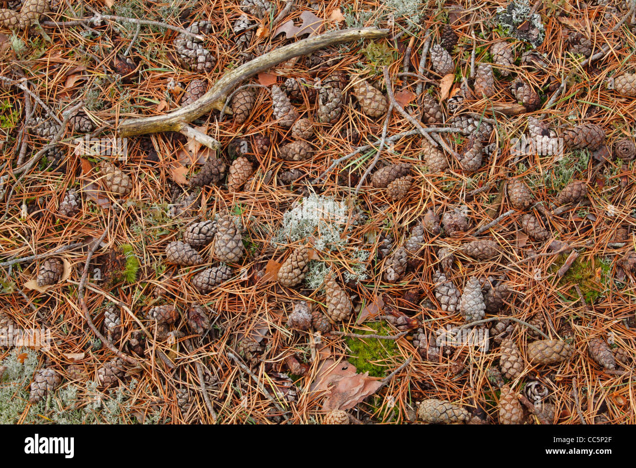Fallen pine cones and needles under Scots Pine (Pinus sylvestris) trees. Muir of Dinnet National Nature Reserve, Scotland. Stock Photo
