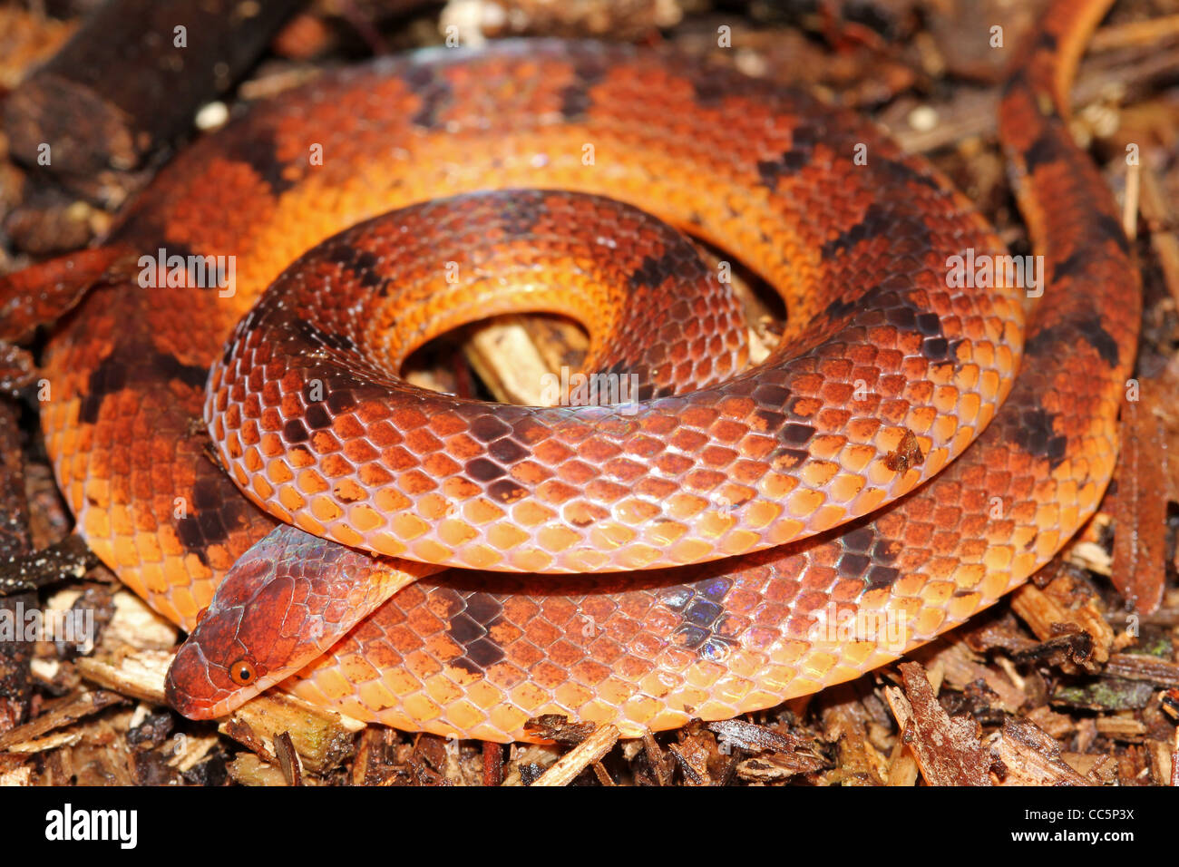 A Wucherer's Ground Snake (Xenopholis scalaris) in the Peruvian Amazon Stock Photo
