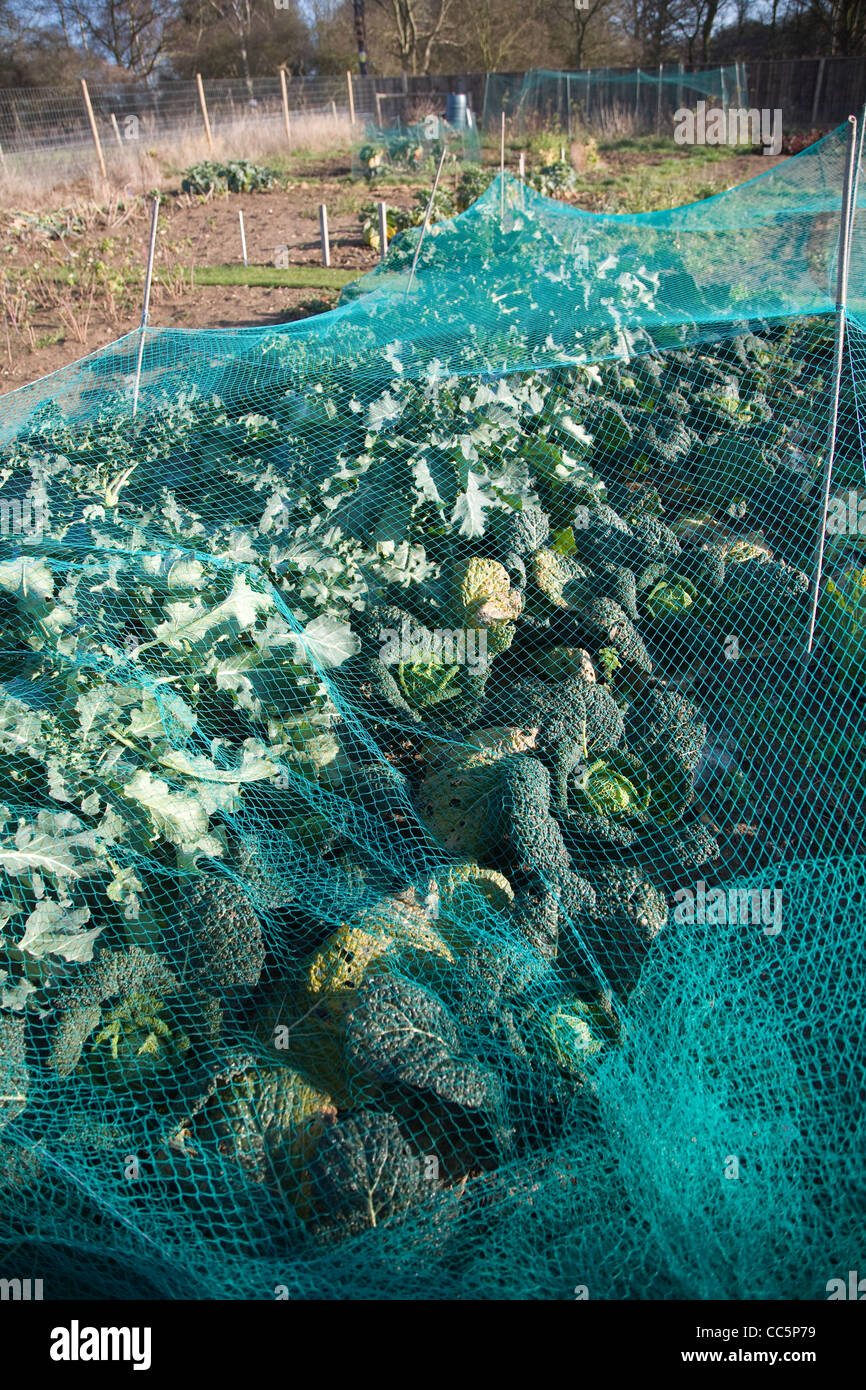 Garden cabbages netting hires stock photography and images Alamy