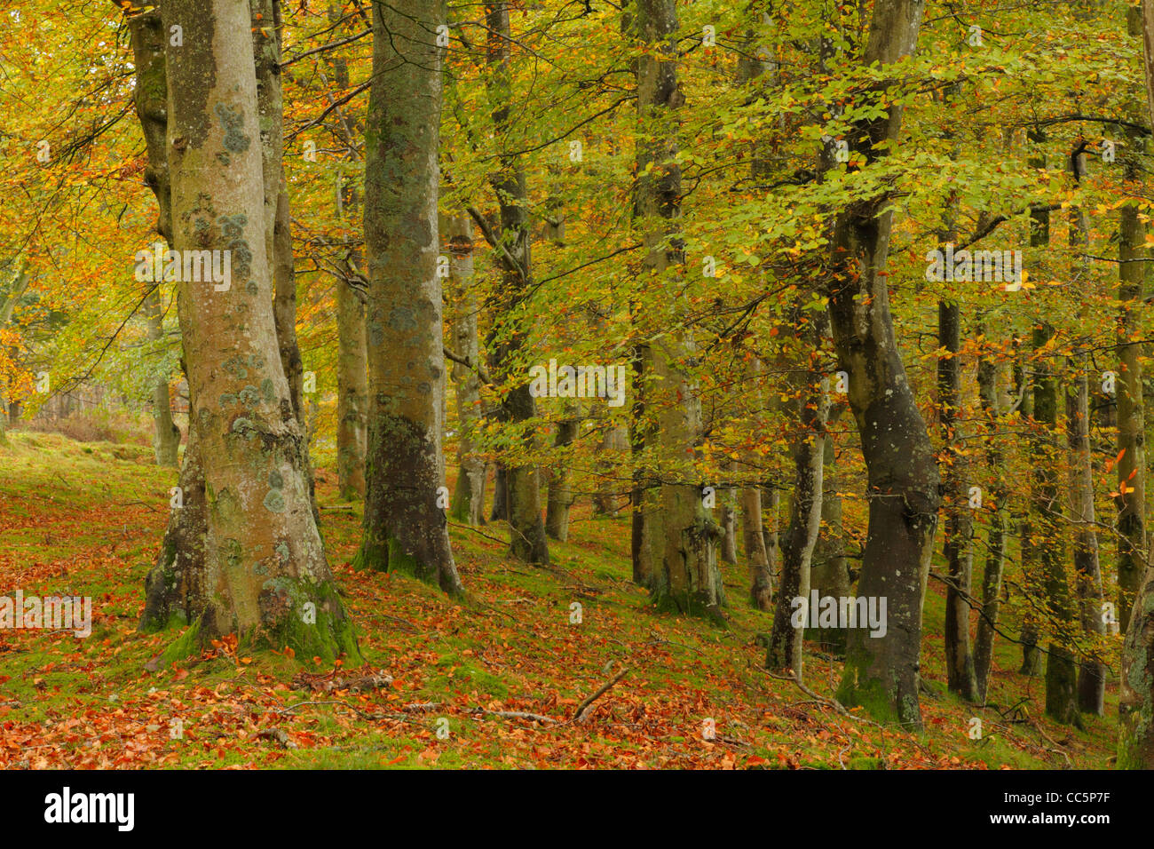 Beech (Fagus sylvatica) woodland in autumn. Near Edzell, Angus, Scotland. October. Stock Photo