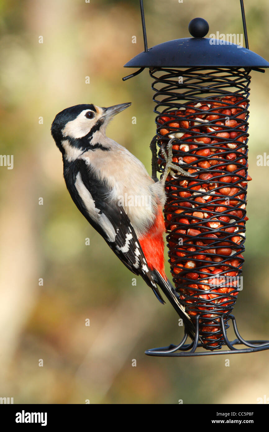 Female great spotted woodpecker hi-res stock photography and images - Alamy