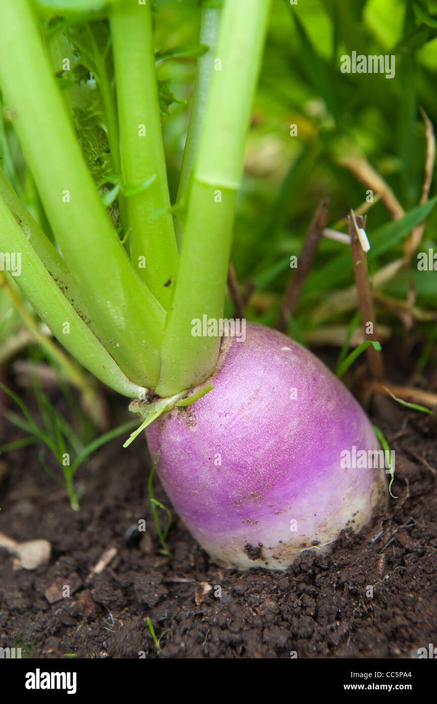 Turnip Growing In Field Stock Photo Alamy