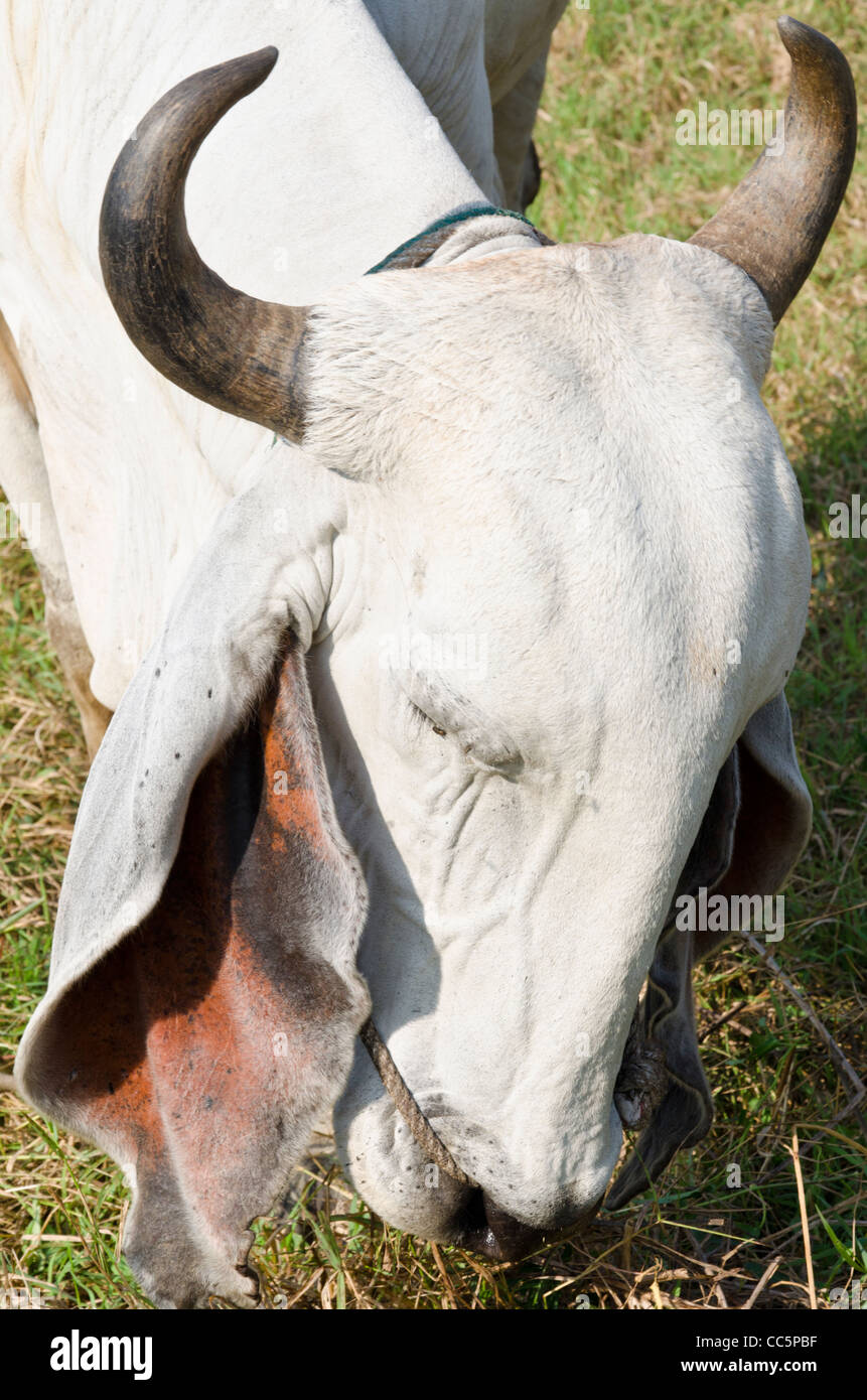 Brahman cattle head hires stock photography and images Alamy