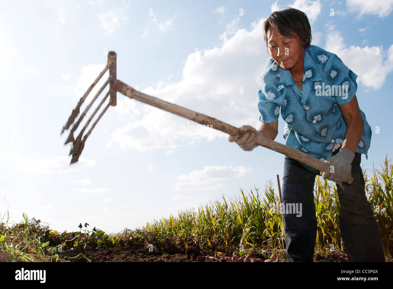 Elderly woman dong farm work, Qian'an Mud Forest National Geopark, Songyuan, Jilin , China Stock Photo