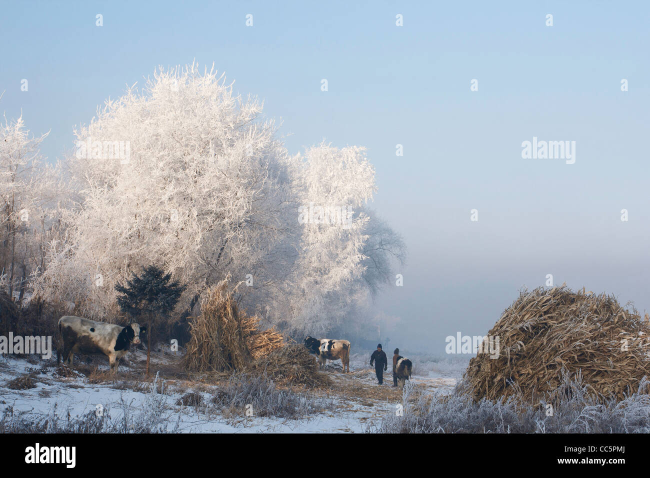 Locals herding dairy cattle in winter, Jilin, Jilin , China Stock Photo
