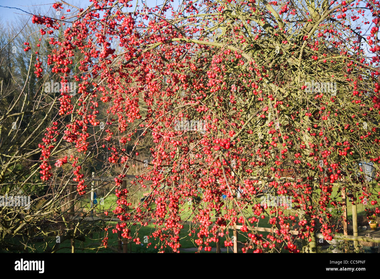 Red fruit berries winter ornamental crab apple tree Stock Photo Alamy