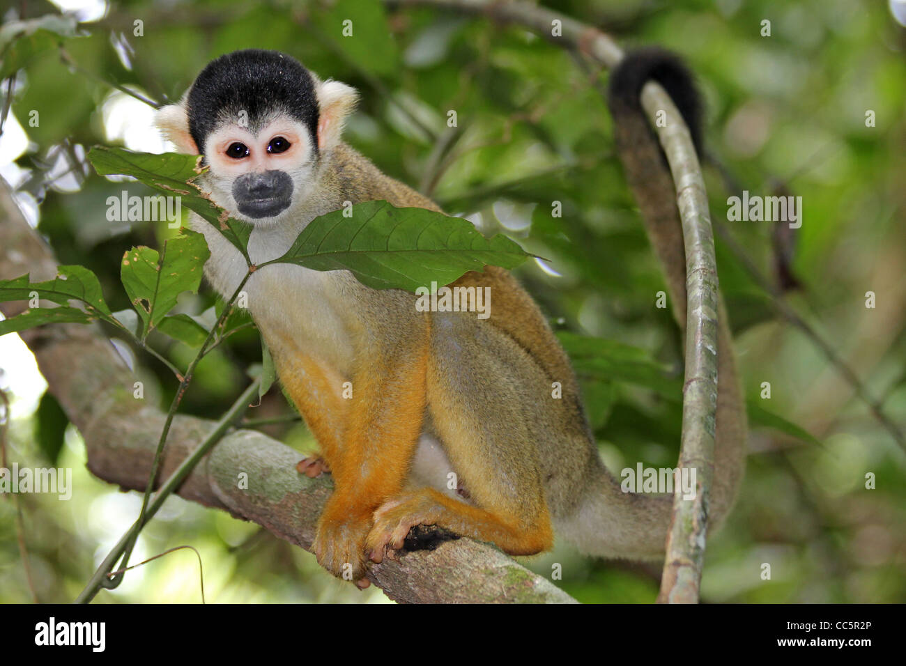 A cute and inquisitive WILD Squirrel Monkey (Saimiri boliviensis) in the Peruvian Amazon Stock Photo