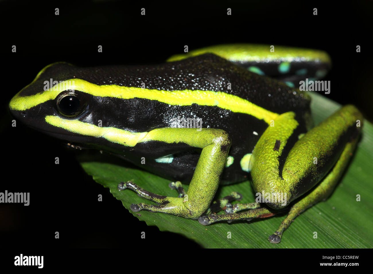 A magnificent Three-striped Poison Arrow Frog (Ameerega trivittata) in the Peruvian Amazon Stock Photo