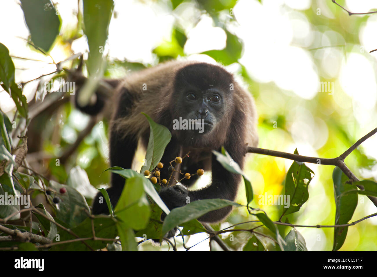 Howler monkey (Alouatta) at Cahuita National Park, Cahuita, Caribbean Coast, Costa Rica, Central America Stock Photo