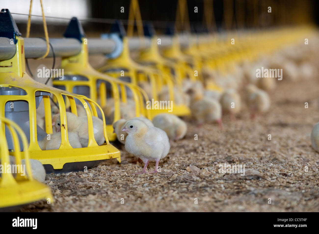 Broiler chicks in temperature controlled building. Stock Photo