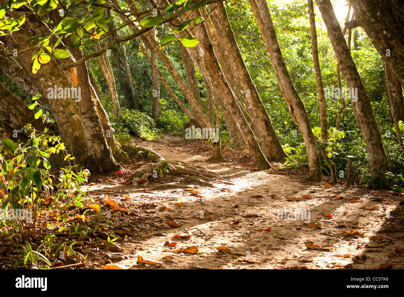walking trail inside Cahuita National Park, Cahuita, Caribbean Coast, Costa Rica, Central America Stock Photo