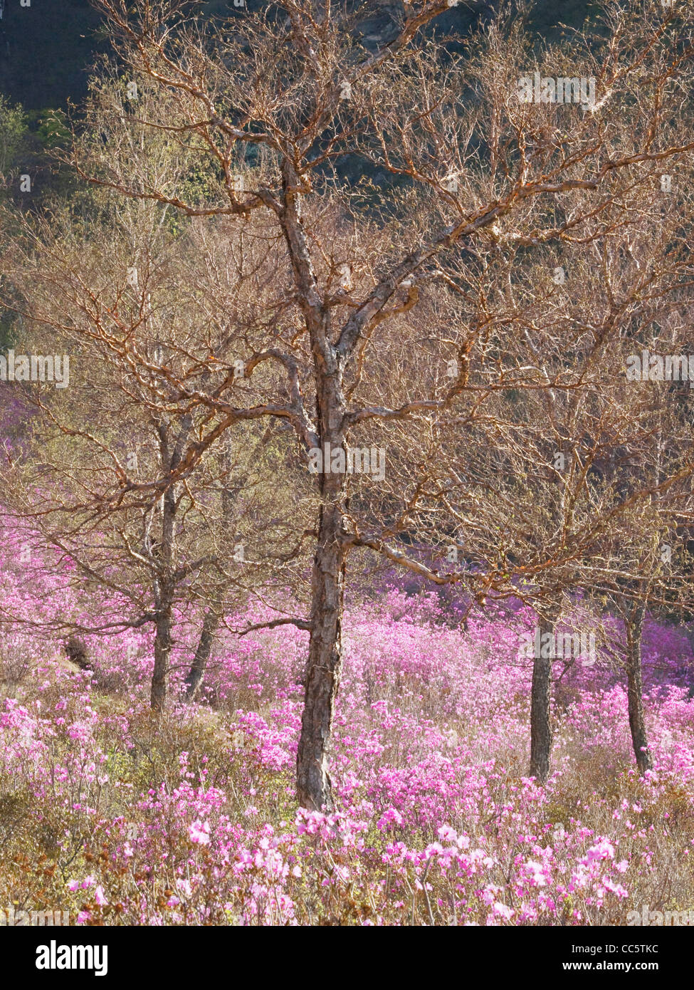 Bare Trees In Huanggangliang National Forest Park Hexigten Banner
