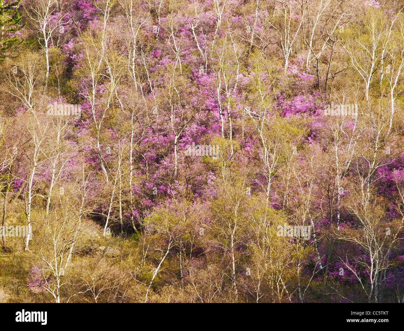 Betula Papyrifera Forest And Rhododendron Huanggangliang National