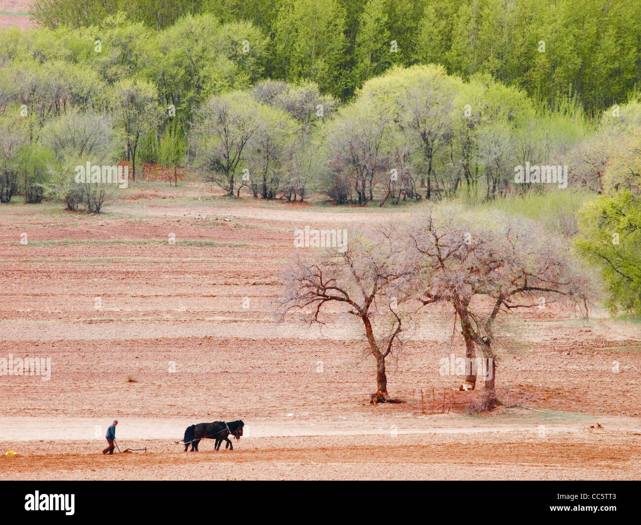 Mongolian Man Ploughing Huanggangliang National Forest Park Stock