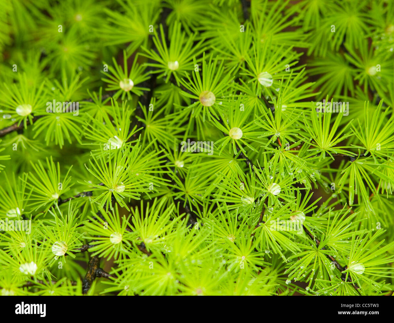Details of Larix gmelinii's leaves, Songyuan Forest Park, Mohe, Da Hinggan Ling Prefecture, Heilongjiang , China Stock Photo