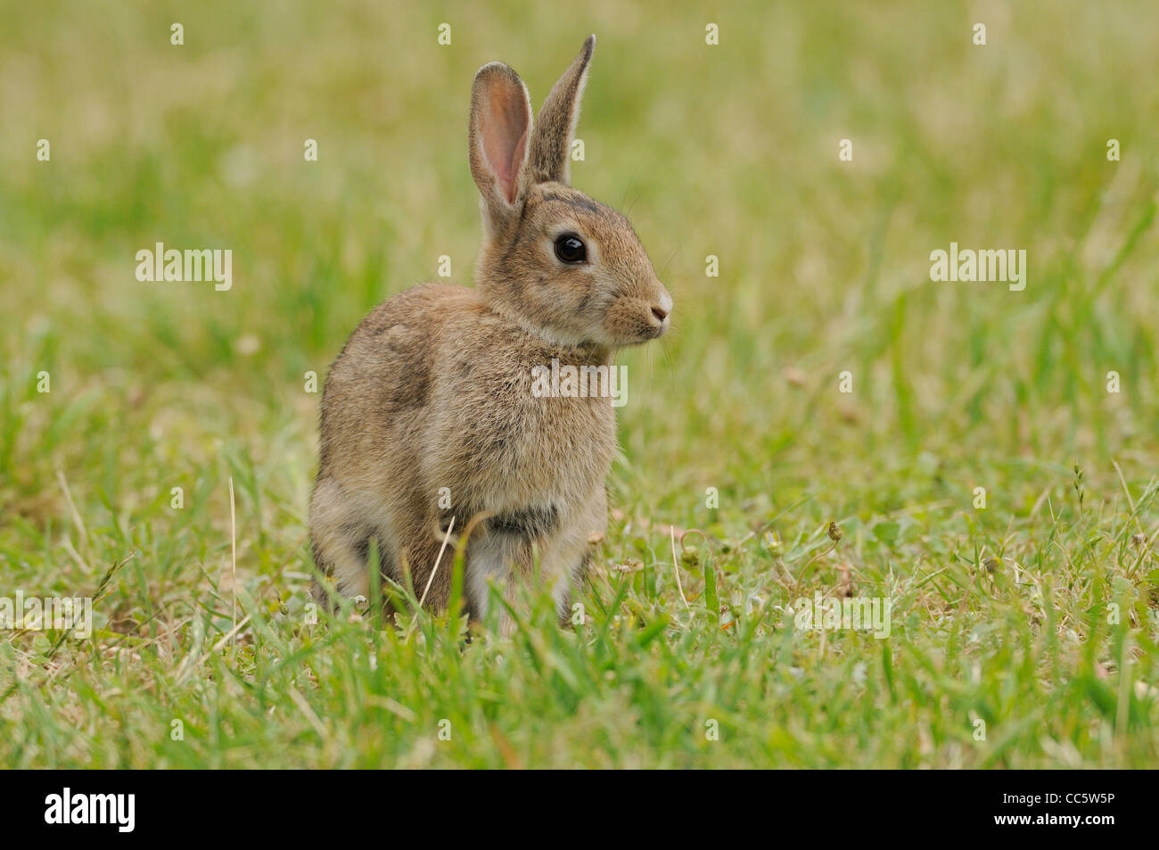 Rabbit Oryctolagus cuniculus Photographed in Tasmania, Australia Stock Photo