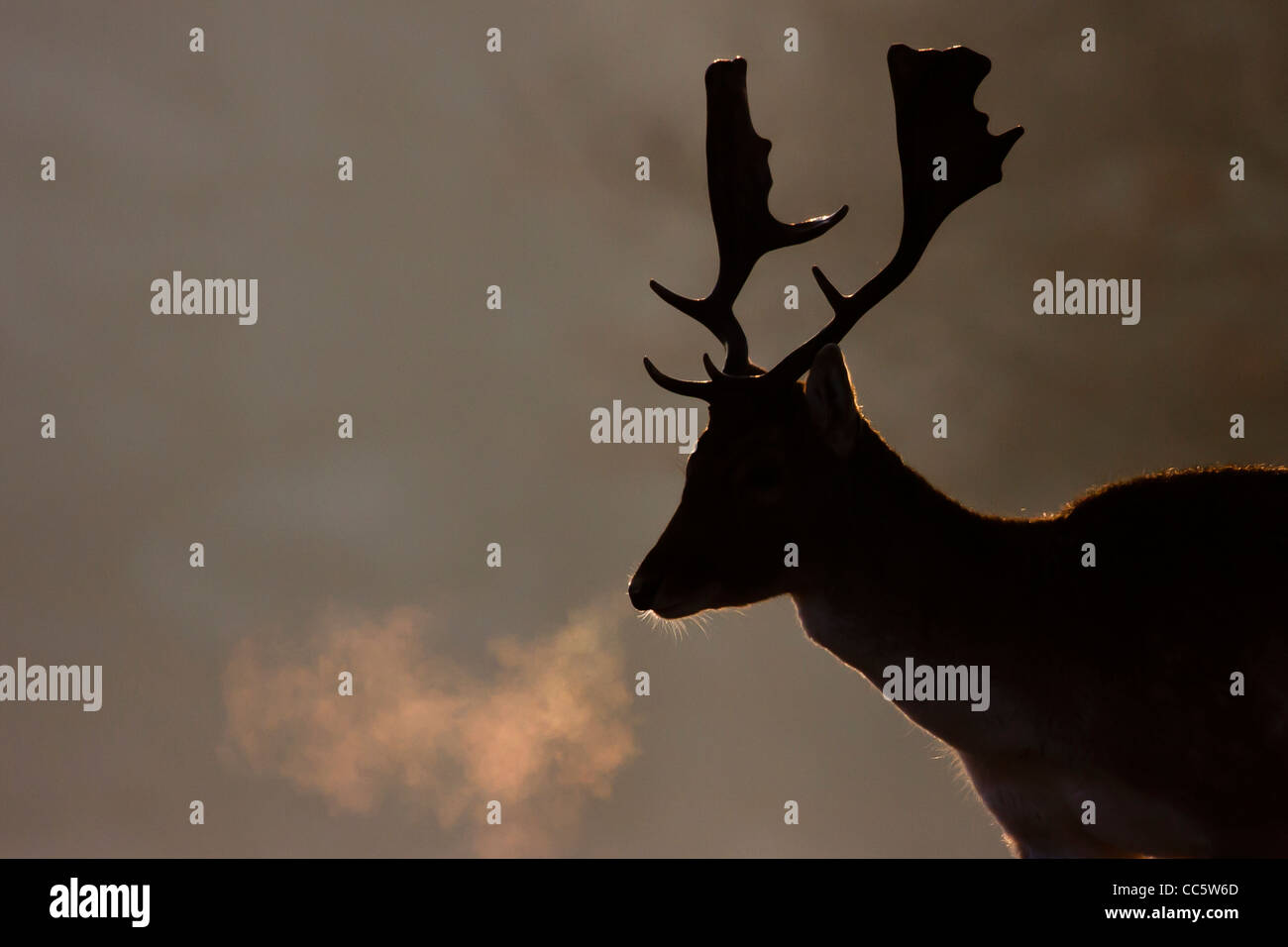 Fallow deer silhouette hi-res stock photography and images - Alamy