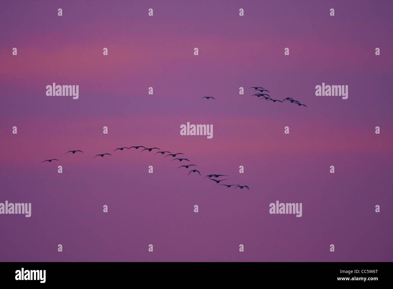 Canadian Geese Flight Stock Photo - Alamy