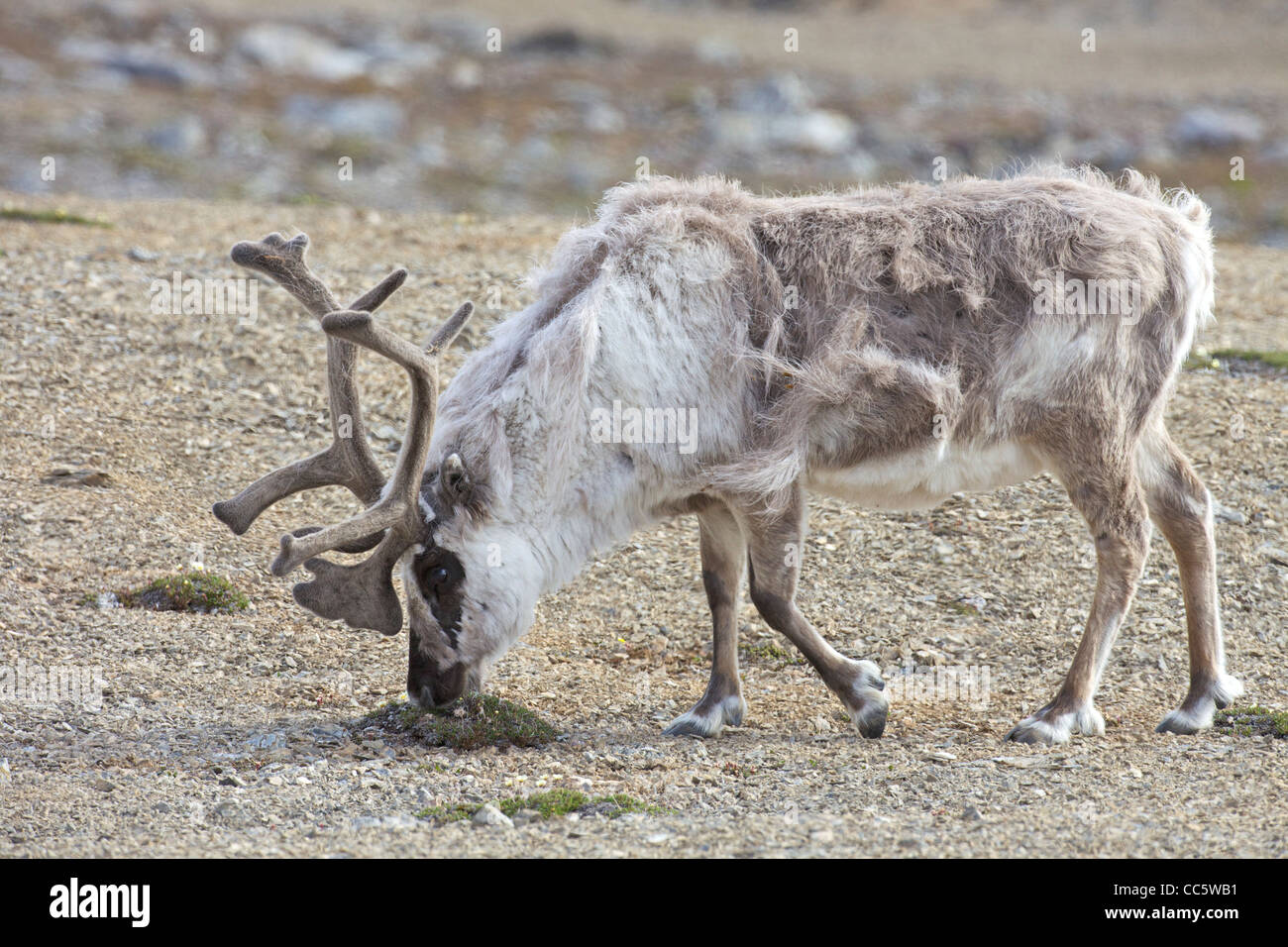 Reindeer grazing on flowers, Blomstrandhalvoya, Spitzbergen, Svalbard, Arctic Norway, Europe Stock Photo