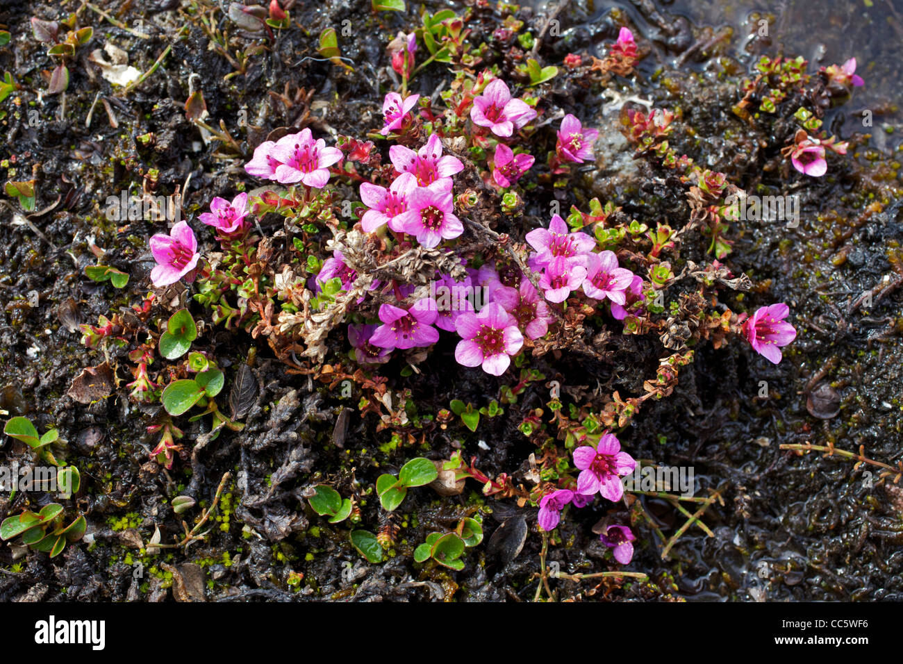 Purple saxifrage, Saxifraga Oppositifolia, Spitzbergen, Svalbard, Arctic Norway, Europe Stock Photo