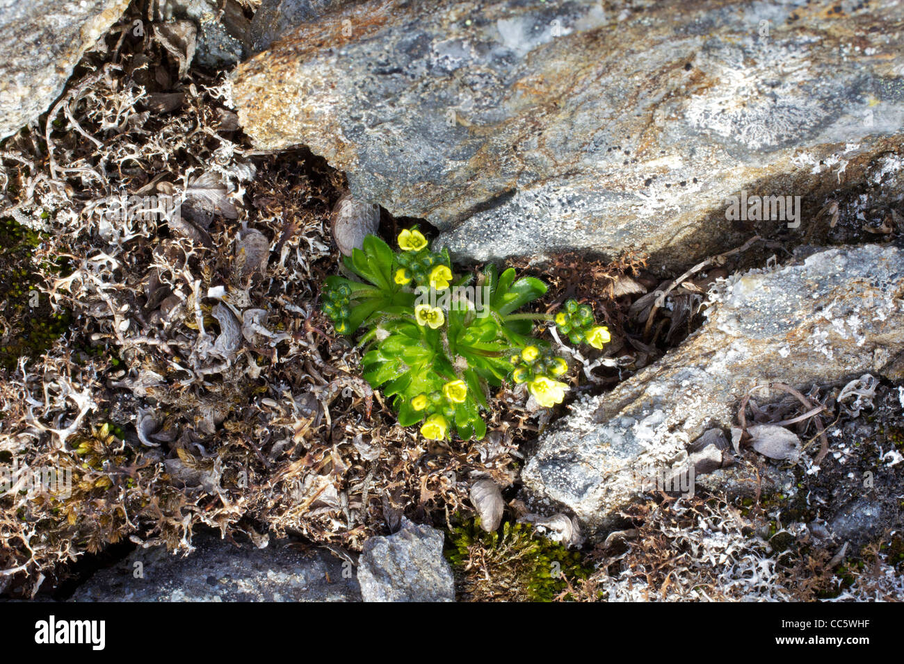 Yellow Arctic Whitlow-grass, Draba bellii, Spitzbergen, Svalbard, Norway, Europe Stock Photo