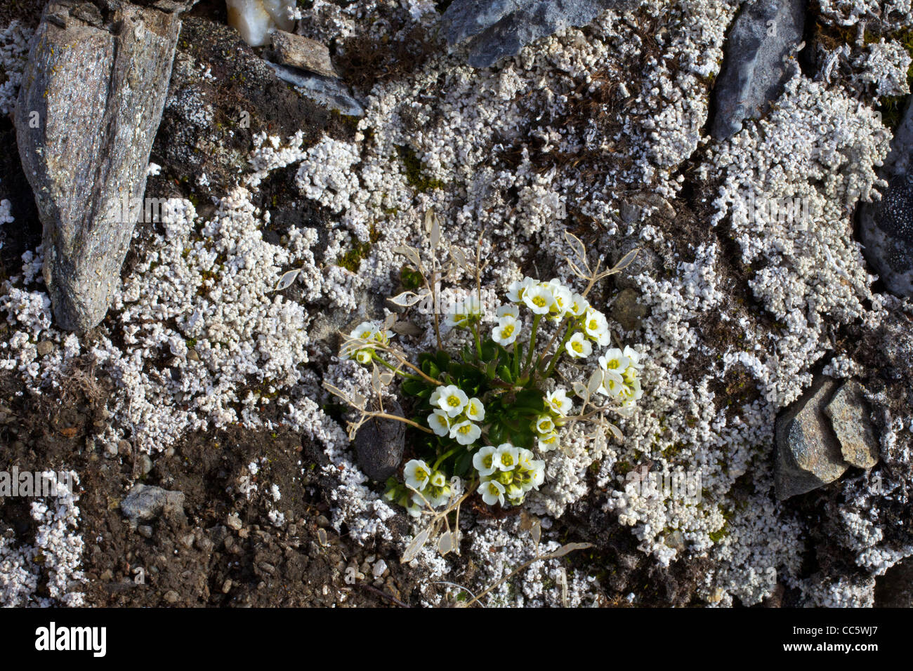 Lapland Whitlow-grass, Draba lactea, Spitzbergen, Svalbard, Arctic Norway, Europe Stock Photo