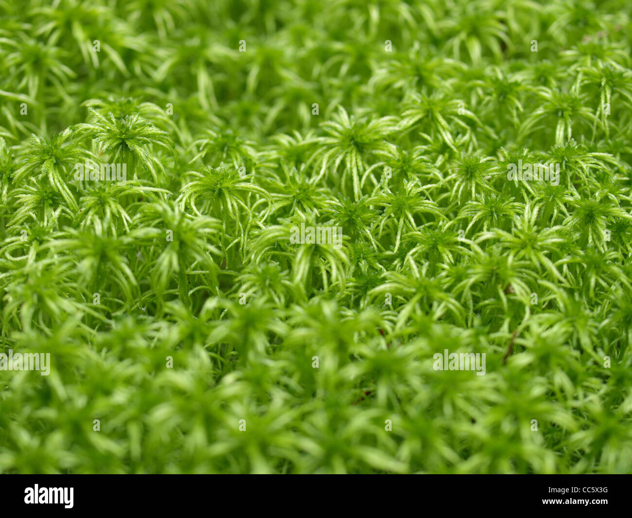 peat moss / Sphagnum / Torfmoos Stock Photo