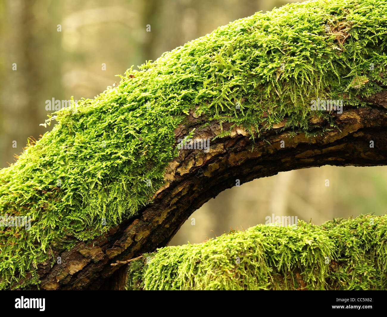 tree with moss  Baum mit Moos Stock Photo - Alamy