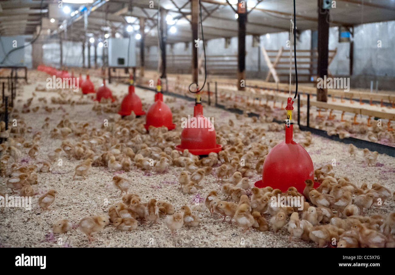thousands of chicks in heated shed for rearing with feeders Stock Photo ...
