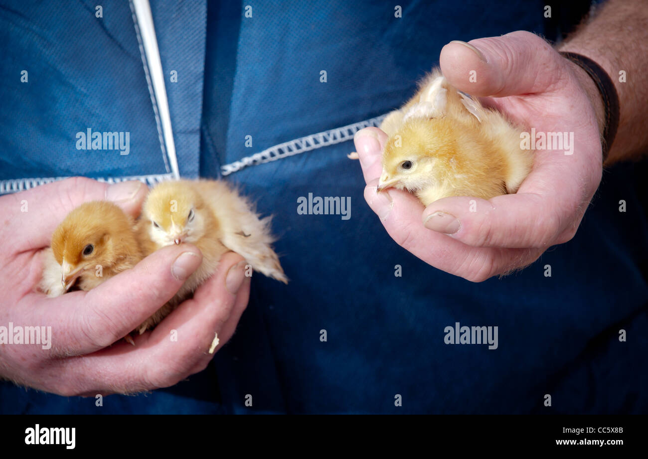 young chicks in the hands of a farmer Stock Photo