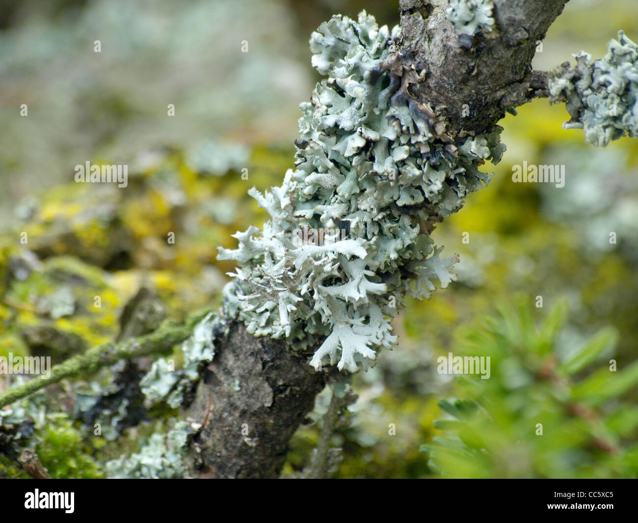 Lichen Hypogymnia physodes growing on a branch / Blasenflechte an einem Ast Stock Photo