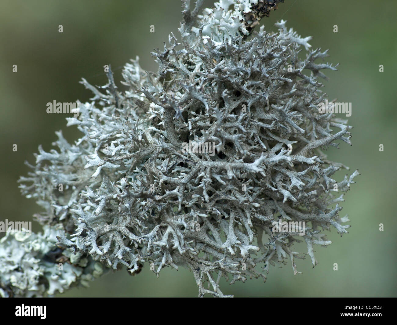 lichen tree moss / Pseudevernia furfurace - Hypogymnia physodes / Flechte Baummoos und Blasenflechte Stock Photo