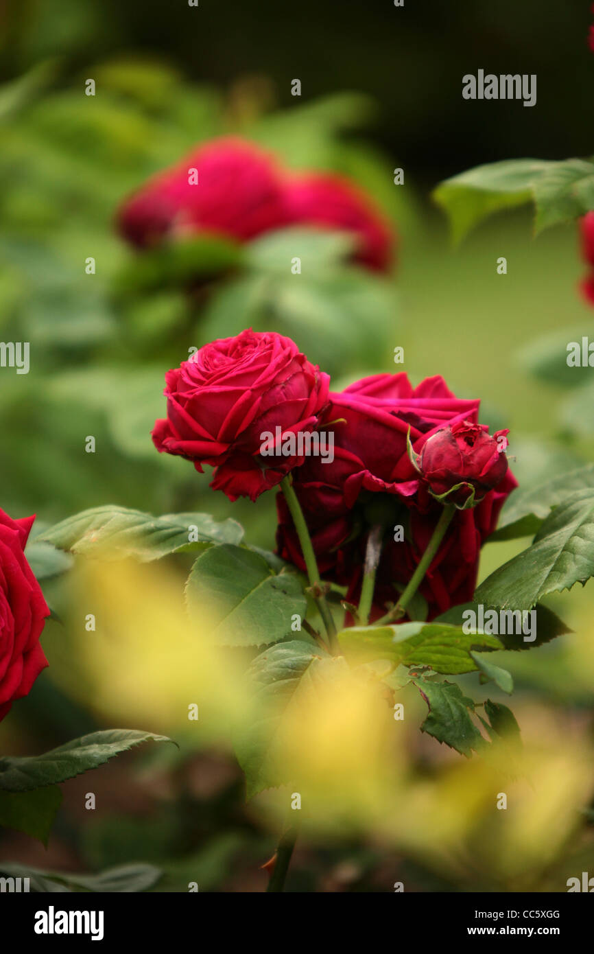 Some nice blooms of red roses in an English Garden Stock Photo