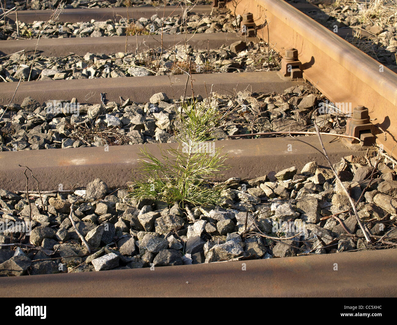 little pine between railway line / kleine Kiefer zwischen ...