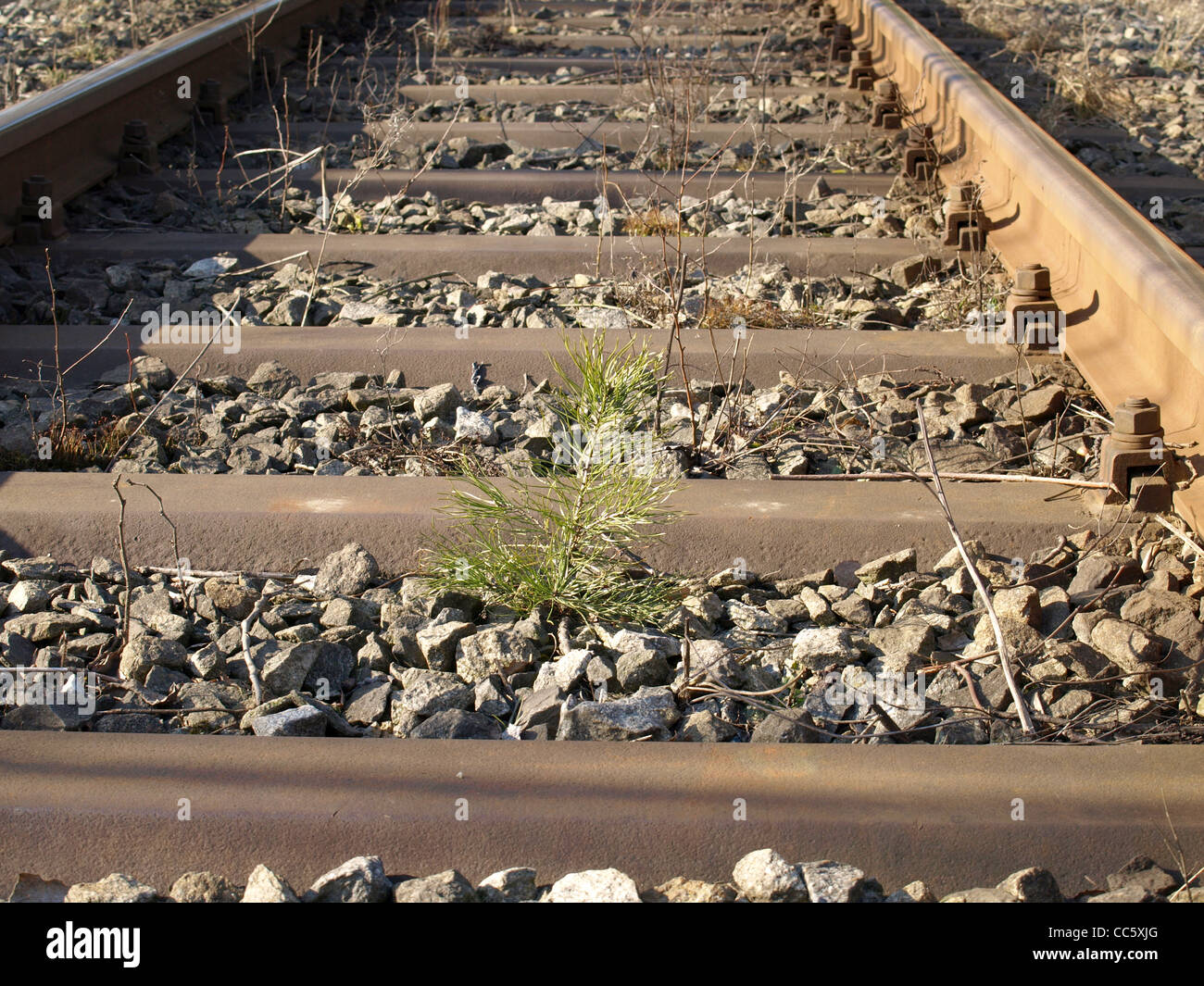 little pine between railway line / kleine Kiefer zwischen ...