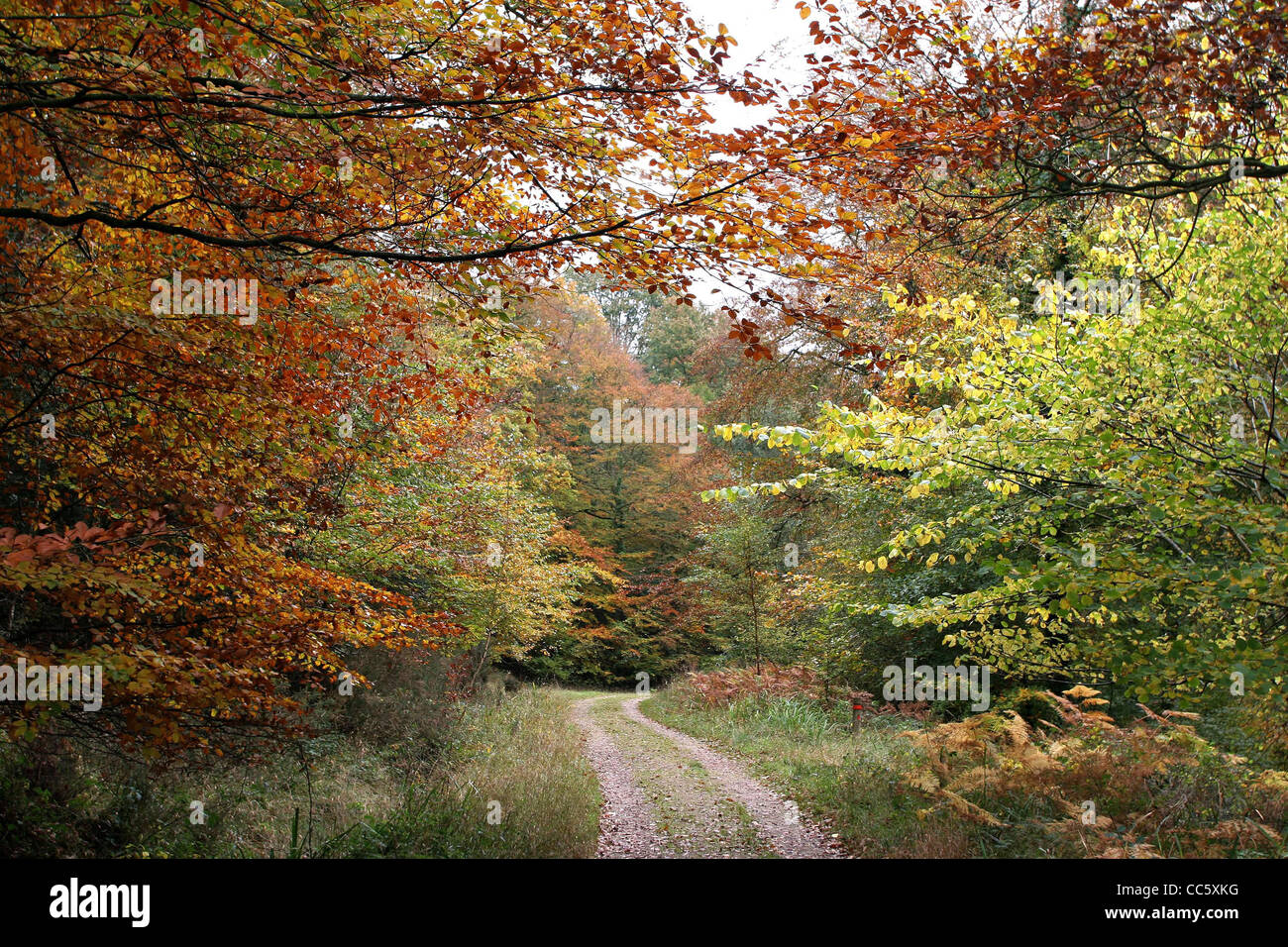 Woodland scenes and romantic pathways under an autumn leaved canopy of an English Forest in the Forest of Dean, England. Stock Photo