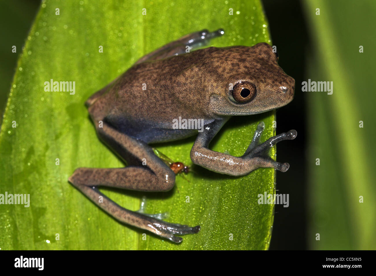 A baby Map Treefrog (Hypsiboas geographicus) in the Peruvian Amazon Stock Photo