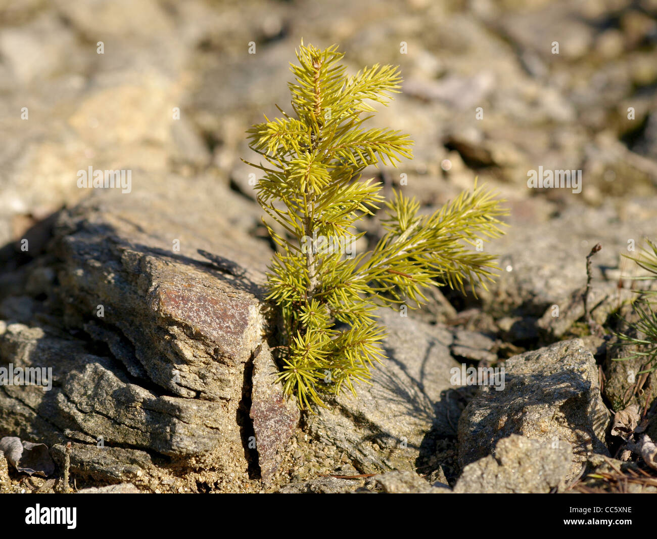 young Norway spruce grow between rocks / Picea abies / junge Gemeine Fichte wächst zwischen Felsen Stock Photo