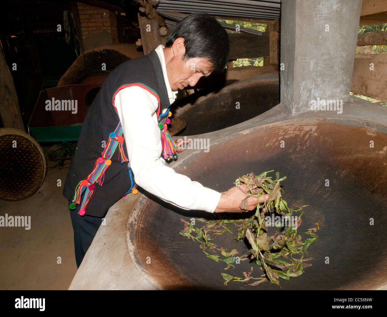 Hani man checking stir-fried tea leaves, Mahei Village, Yiwu, Xishuangbanna, Yunnan , China Stock Photo