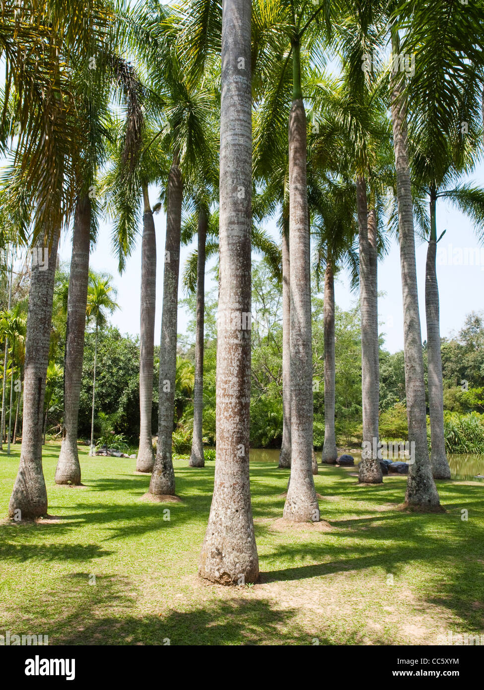 Coconut Palm, Xishuangbanna Tropical Botanical Garden, Xishuangbanna, Yunnan , China Stock Photo