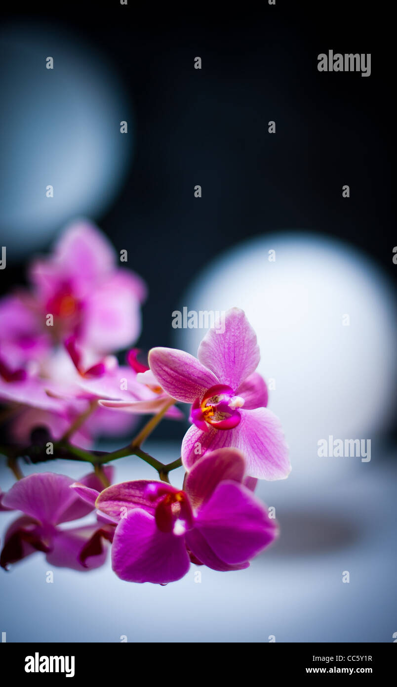 Orchids on display hi-res stock photography and images - Alamy