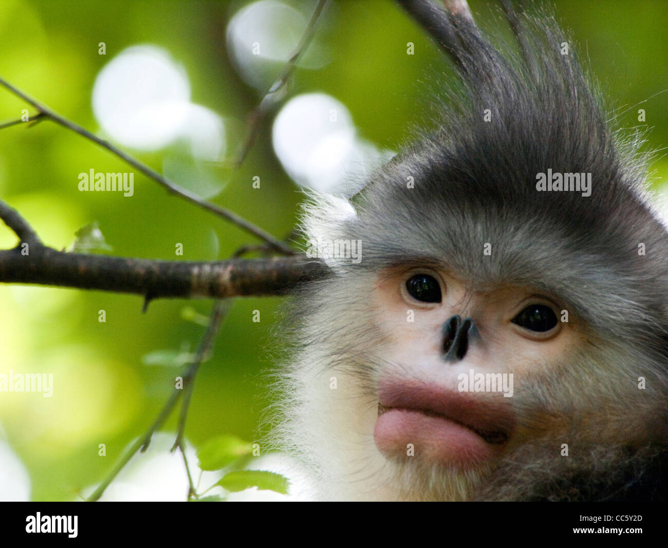 Black snub-nosed monkey, Yunling Mountains Nature Reserve, Nujiang, Yunnan , China Stock Photo