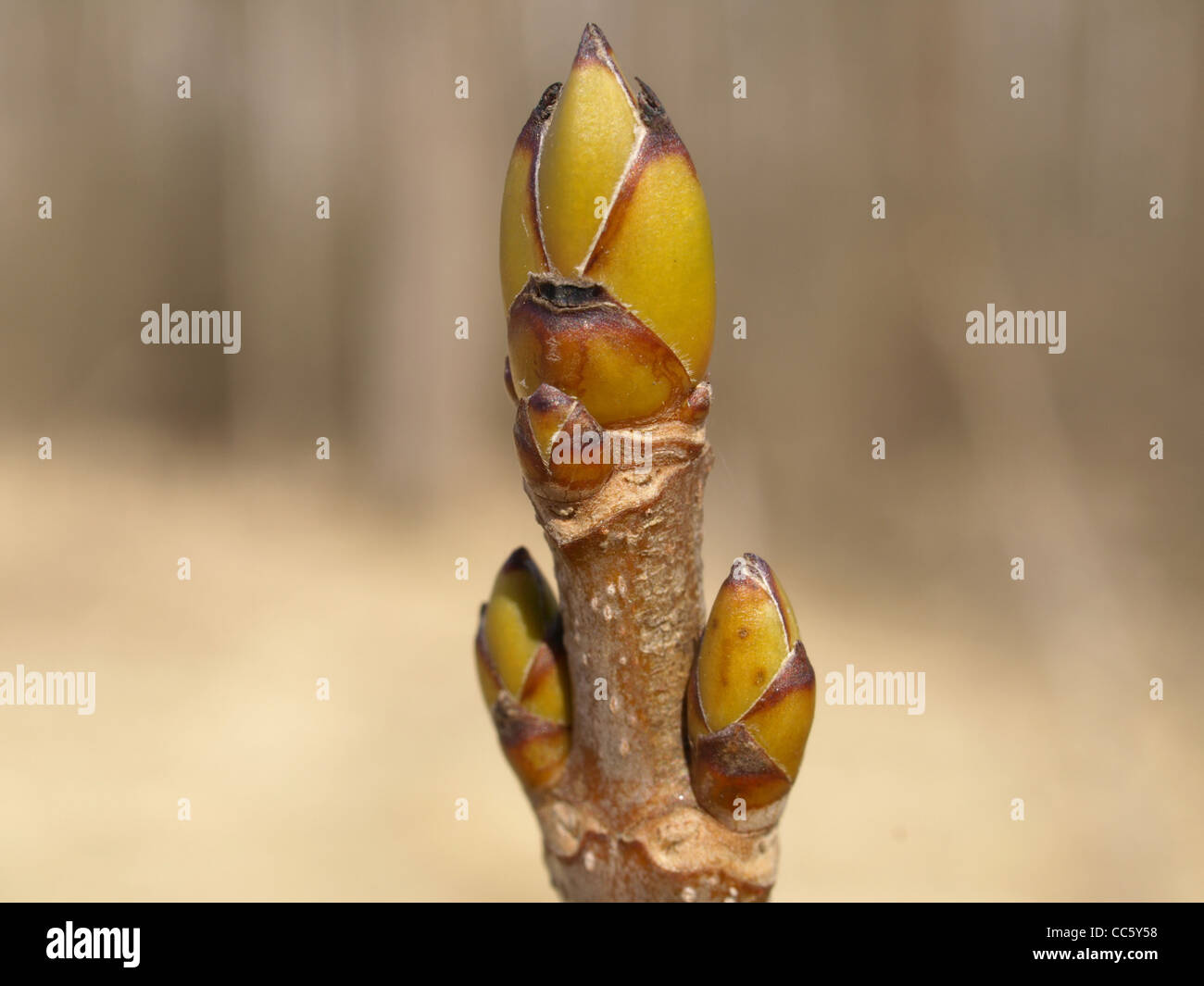 buds from sycamore maple / Acer pseudoplatanus / Knospen vom Bergahorn Stock Photo