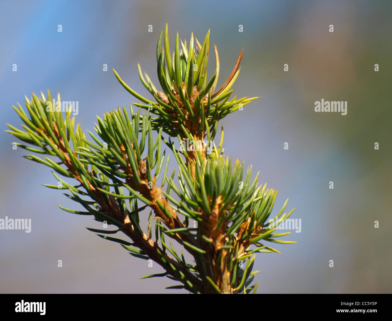 Large treetop hi-res stock photography and images - Alamy