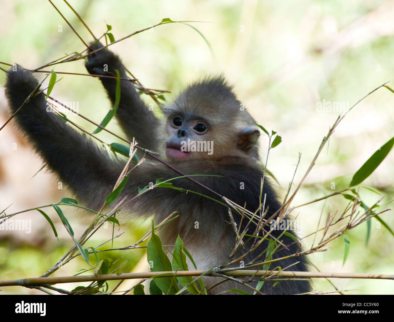 Black snub-nosed monkey, Yunling Mountains Nature Reserve, Nujiang, Yunnan , China Stock Photo