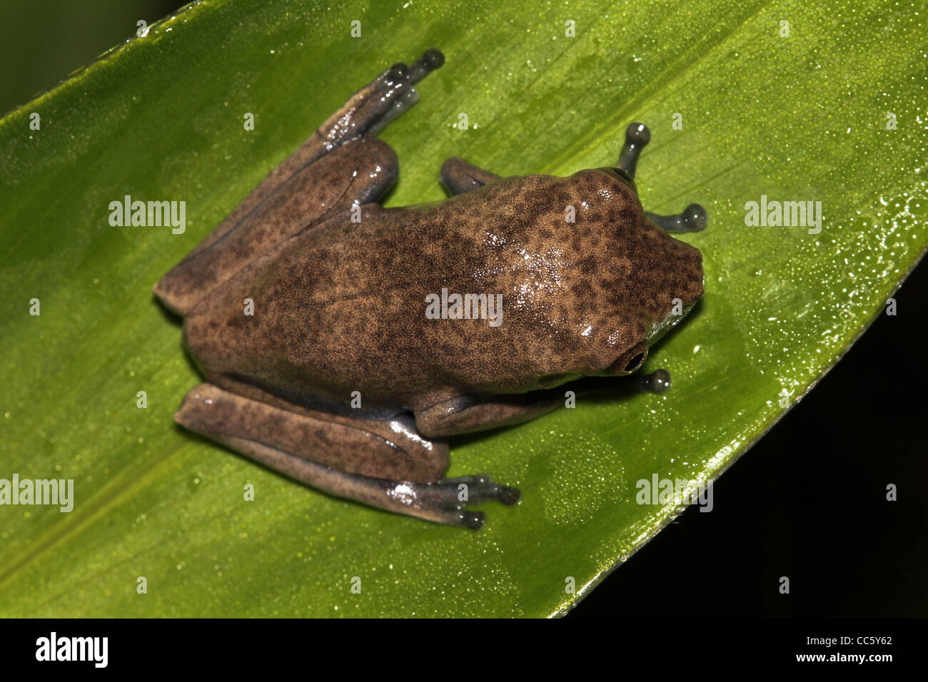 A baby Map Treefrog (Hypsiboas geographicus) in the Peruvian Amazon Stock Photo