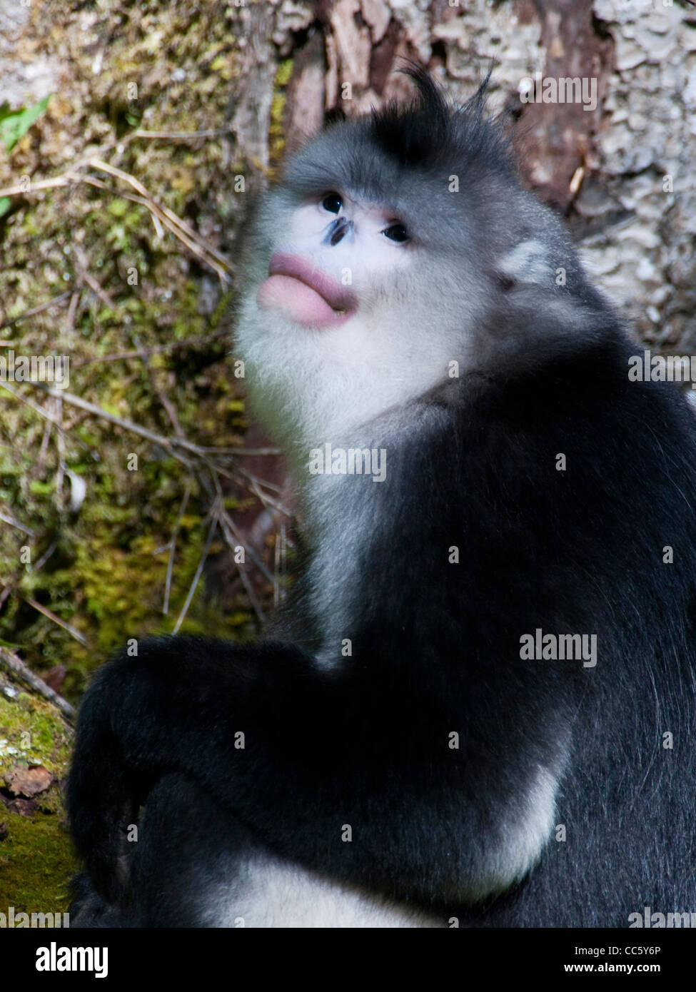 Black snub-nosed monkey, Yunling Mountains Nature Reserve, Nujiang, Yunnan , China Stock Photo