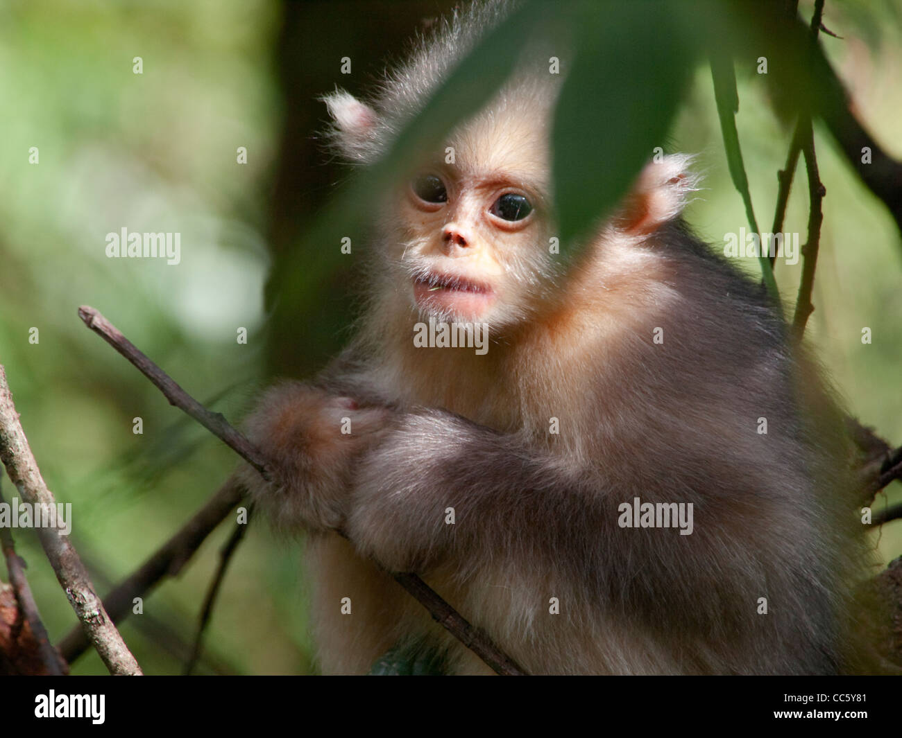 Black snub-nosed monkey cub, Yunling Mountains Nature Reserve, Nujiang, Yunnan , China Stock Photo