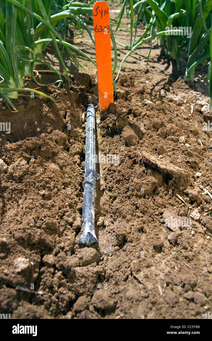 Drip irrigation system installed in a commercial onion field in southwest Idaho, USA. Stock Photo