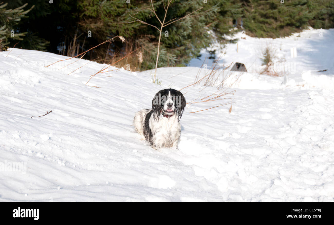 English springer spaniel dog in the snow Stock Photo